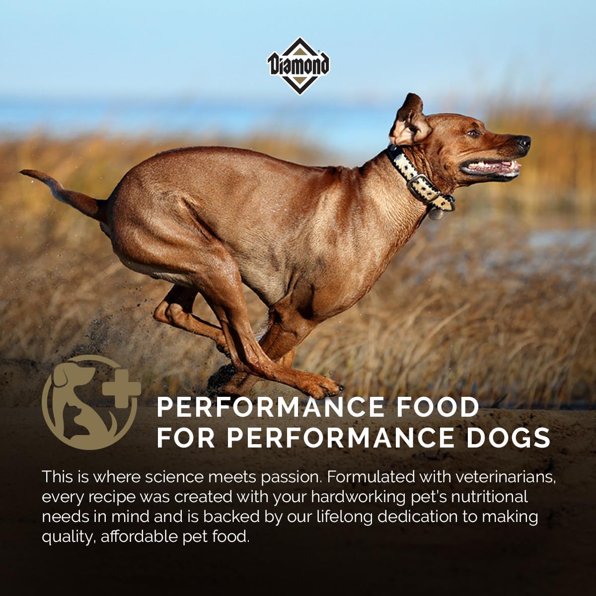 Diamond Maintenance Adult Dry Dog Food, Chicken Protein, 40lb | For Moderately Active Dogs | Omega Fatty Acids Help Support Healthy Skin & Shiny Coat | Guaranteed Probiotics