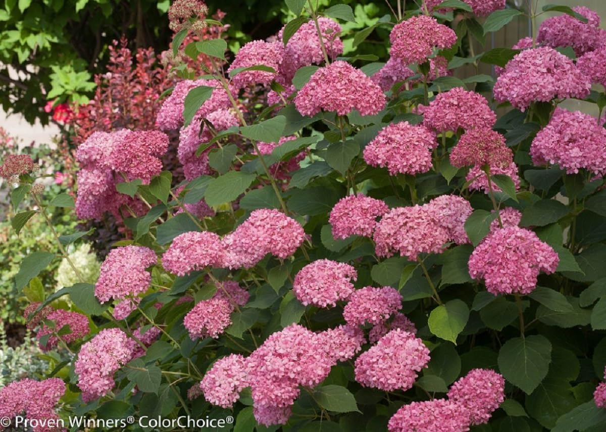 Invincibelle® Spirit II Hydrangea - 4" Pot - Proven Winners