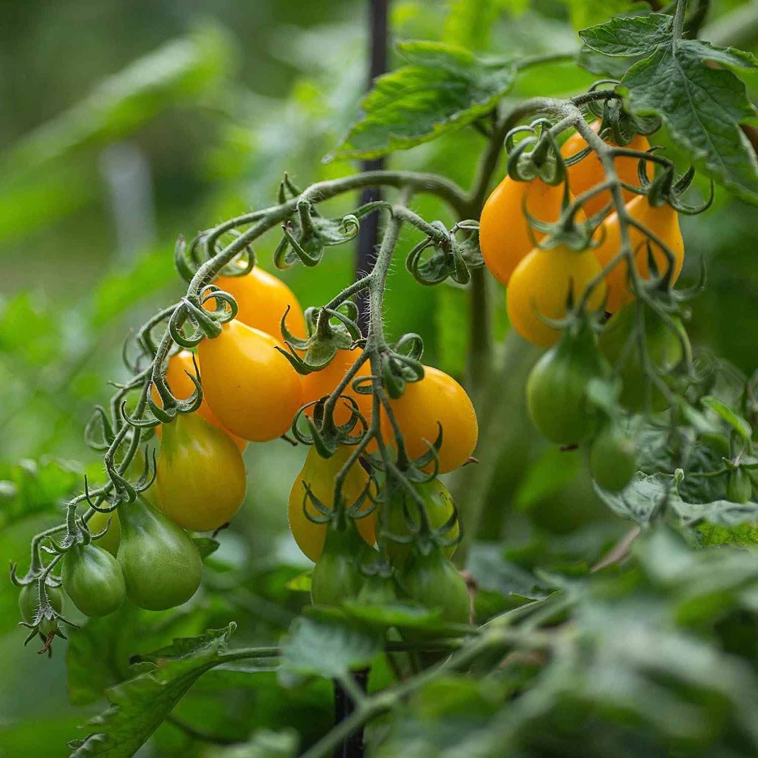Eden Brothers Tomato Seeds - Persimmon Non-GMO Seeds for Planting, 1 oz | Low-Maintenance Vegetable Seeds, Plant During Warm Season, Zones 10, 3, 4, 5, 6, 7, 8, 9
