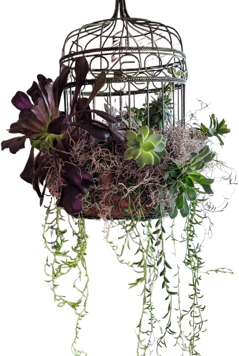 Mosser Lee ML0560 Spanish Moss, 250 Cubic Inches