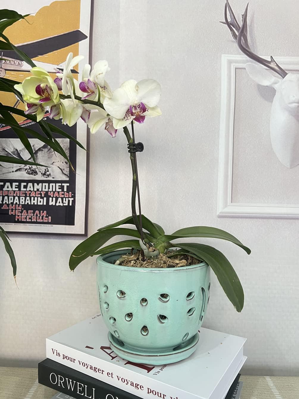 Orchid Pots with Holes Round Ceramic Flower Container Succulent Plant Planter Butterfly Pot Saucer Windowsill Contemporary Home Decoration (6 Inch