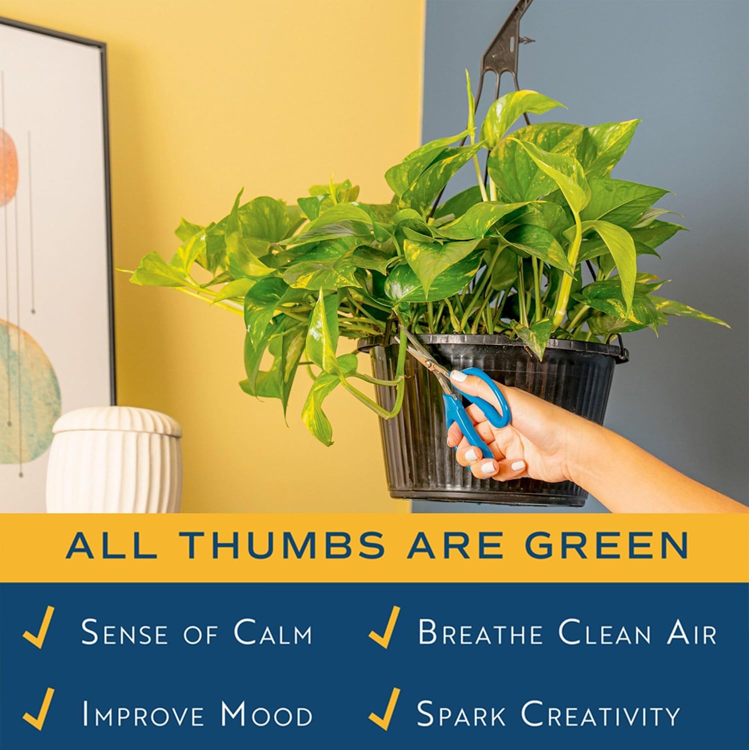 Costa Farms Golden Pothos, Live Indoor Plant, Trailing Vine, Air Purifying | Fast-growing trailing vine, one of the easiest to grow. Great indoor houseplant. Ideal housewarming or birthday gift.
