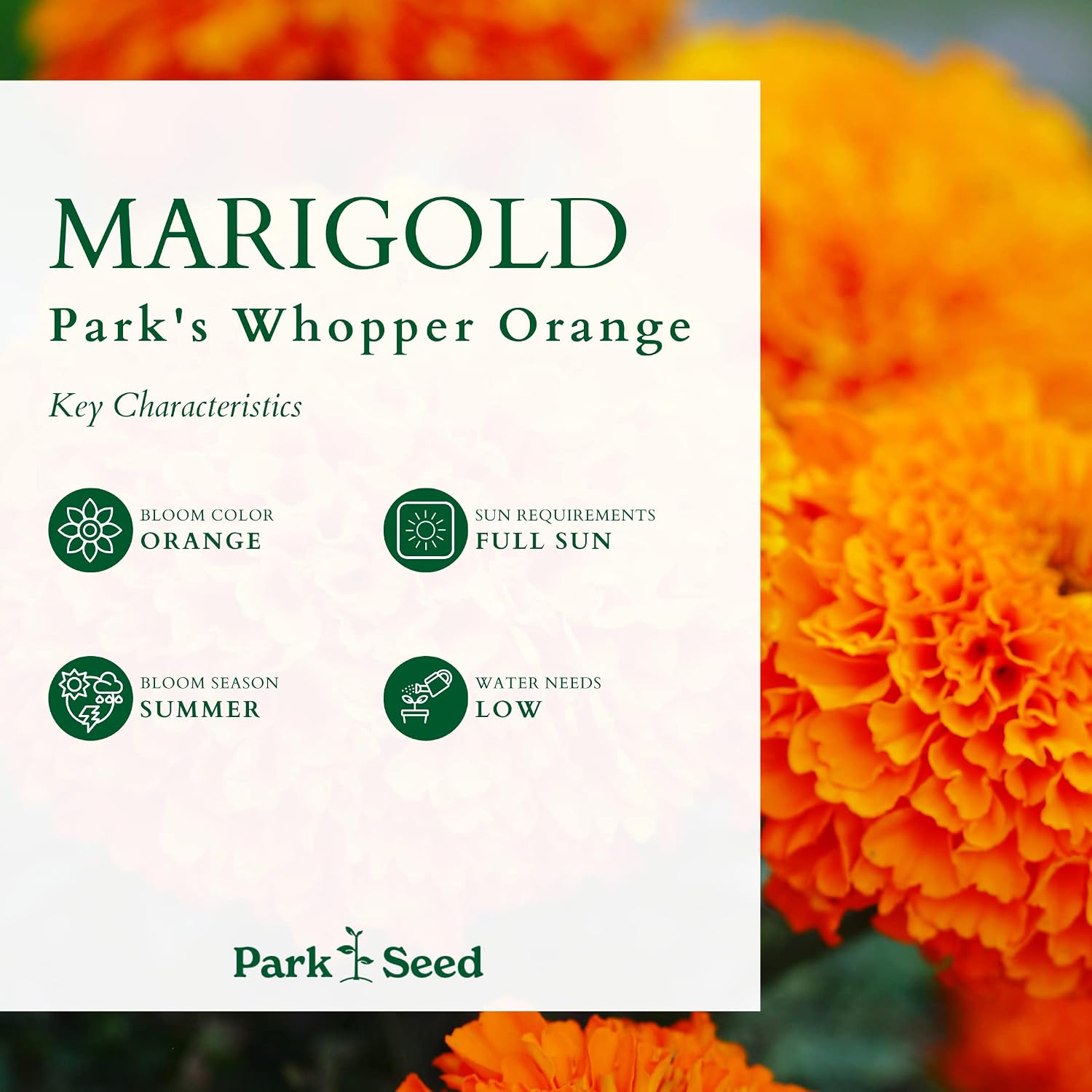 Park Seed Whopper Mix Marigold Flower Seeds – Giant 4-Inch Double Blooms in Yellow, Gold & Orange, Compact and Weather-Resistant Plants, Easy to Grow for Beds or Containers – Pack of 25
