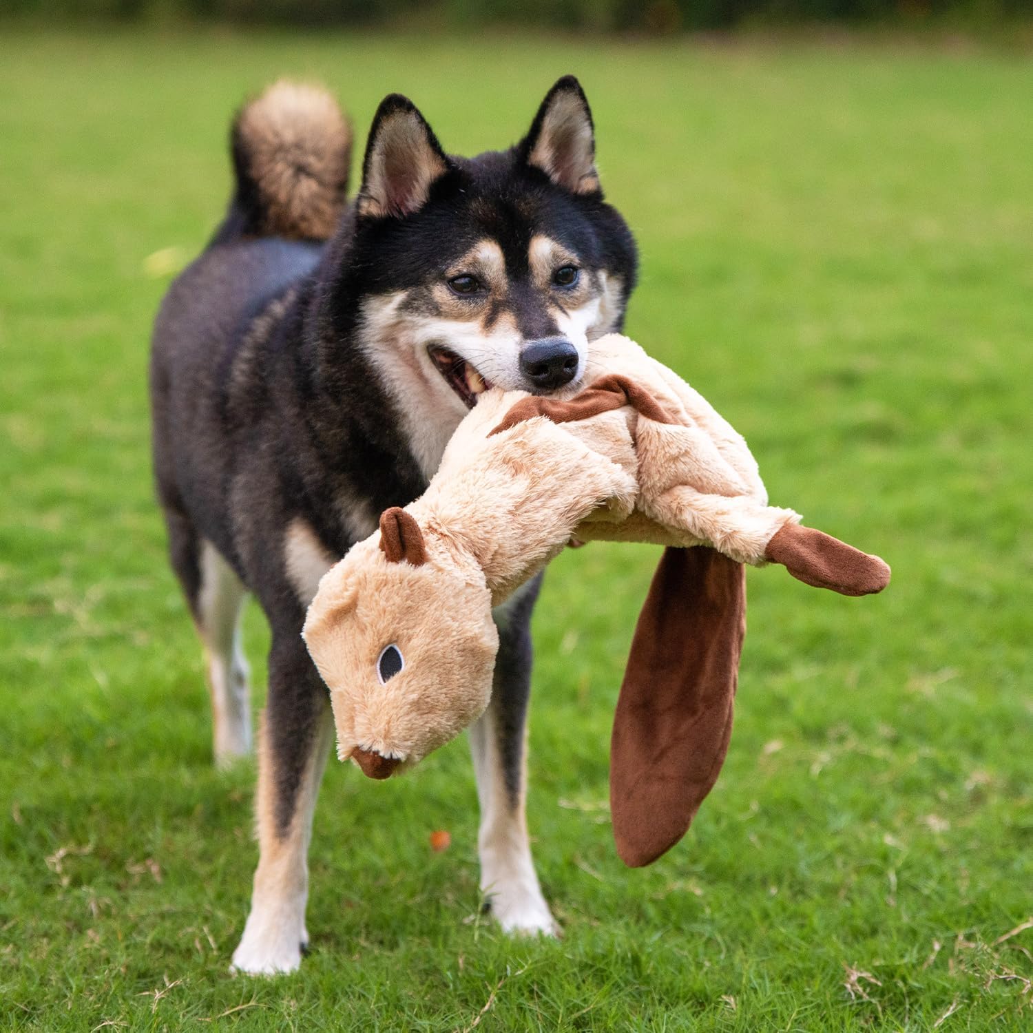 Best Pet Supplies 2-in-1 Stuffless Squeaky Dog Toys with Soft, Durable Fabric for Small, Medium, and Large Pets, No Stuffing for Indoor Play