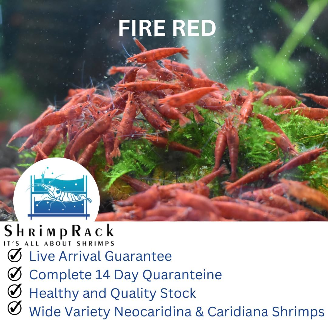 ShrimpRack™ 10 Fire Red Neocaridina High Grade Live Freshwater Aquarium Shrimps. Full Grown Breeding Age Size 0.75-1inches. Live Arrival Guarantee.