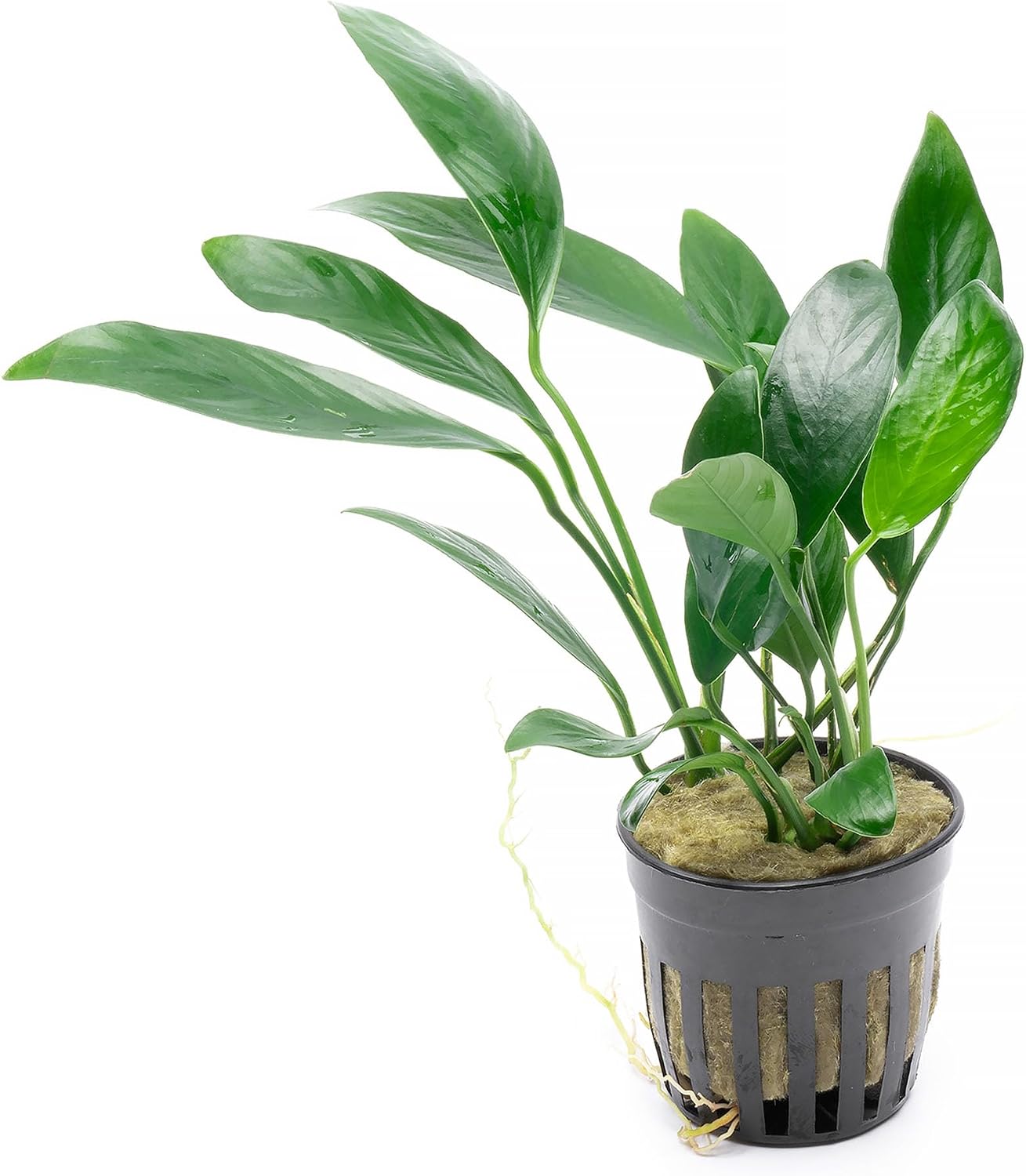 Anubias Nana Live Aquarium Plants - Potted Freshwater Plant for Fish Tanks, Terrariums - Beginner Friendly Low Light (1 Pot)