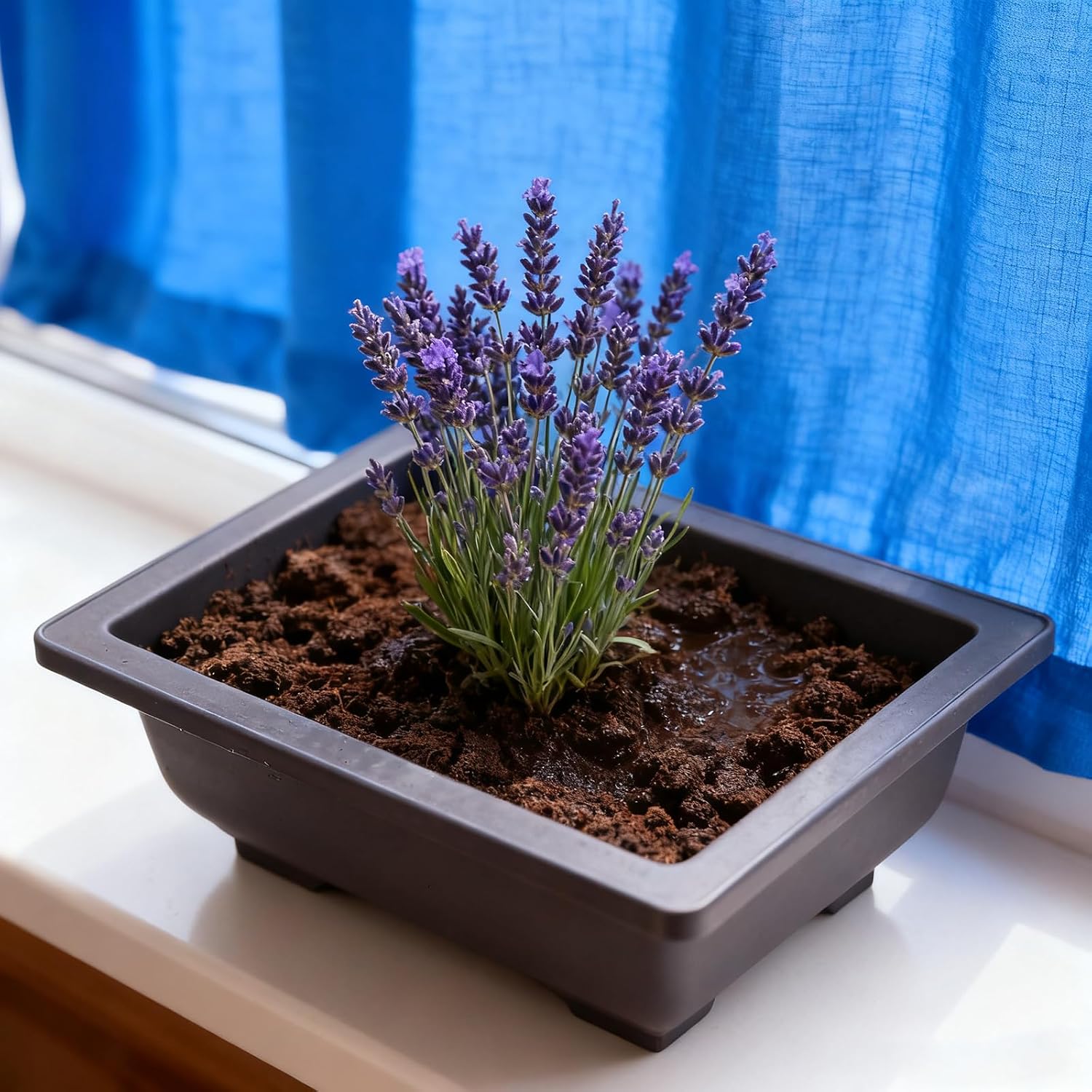 15 PCS 6.5 Inch Bonsai Training Pots with Trays, Rectangular Plastic Growing Pots, Flower Succulent Pots Container for Garden, Yard, Office, Porch