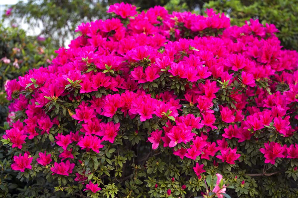 Espoma Organic Azalea-Tone 4-3-4 Natural & Organic Fertilizer and Plant Food for All Flowering Evergreen Shrubs. 4 lb. Bag. Use for Planting &