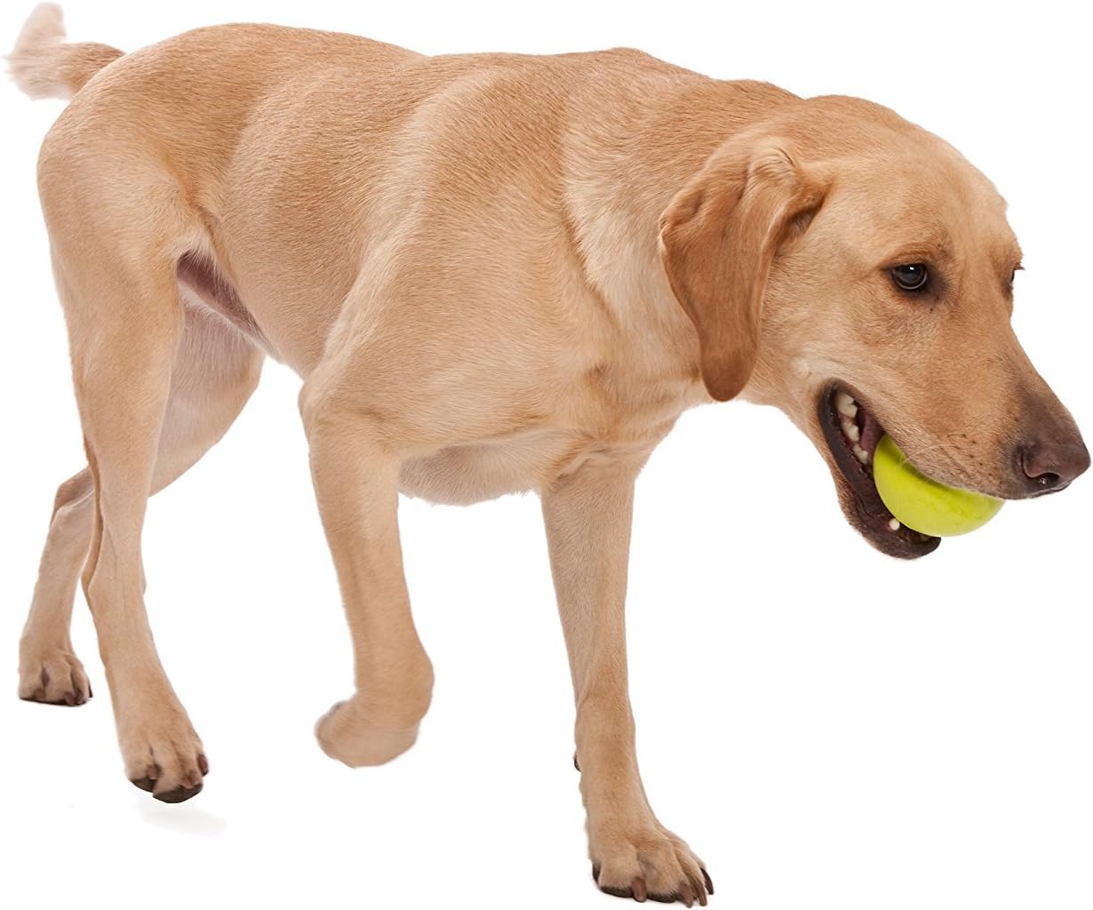 WEST PAW Zogoflex Jive Ball Dog Chew Toy – Bouncing Toys for Dogs, Fetch, Catch, Chewing, Play – Floatable, Recyclable Balls – Latex-Free, Non-Toxic, Dishwasher Safe Dog Toy, X-Small 2", Granny Smith