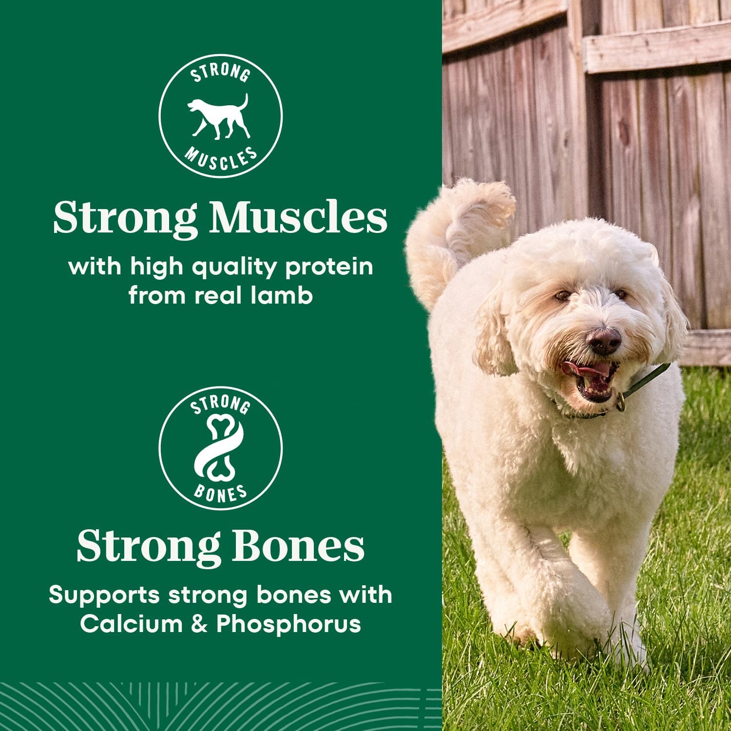 Nutro Natural Choice Senior Dry Dog Food, Chicken & Brown Rice, 30 lb | Non-GMO, Real chicken #1 ingredient, no corn, wheat, soy, supports bones, digestion & immunity, dental health & skin/coat