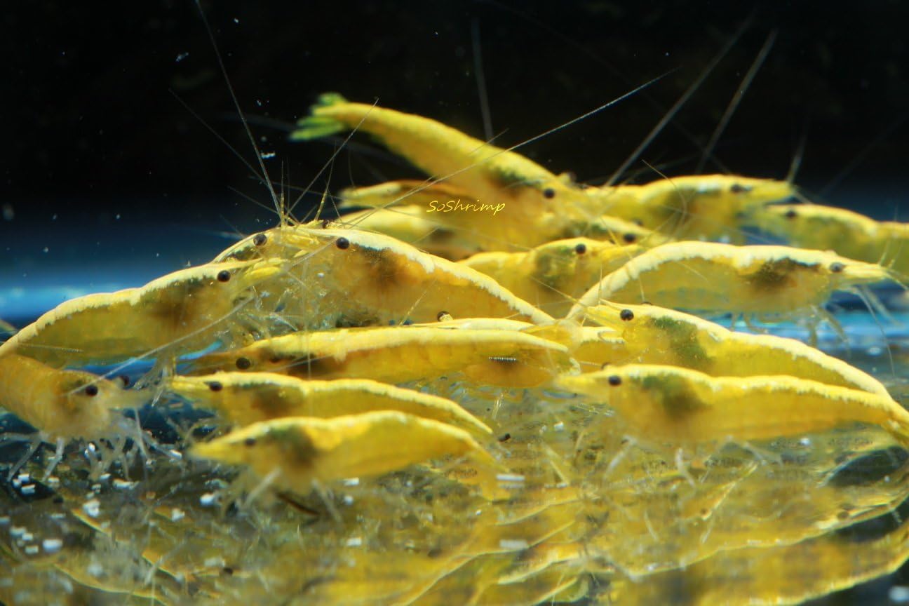 Live Freshwater Aquarium Shrimp - Neocaridina (Red Cherry, 5 Pack)