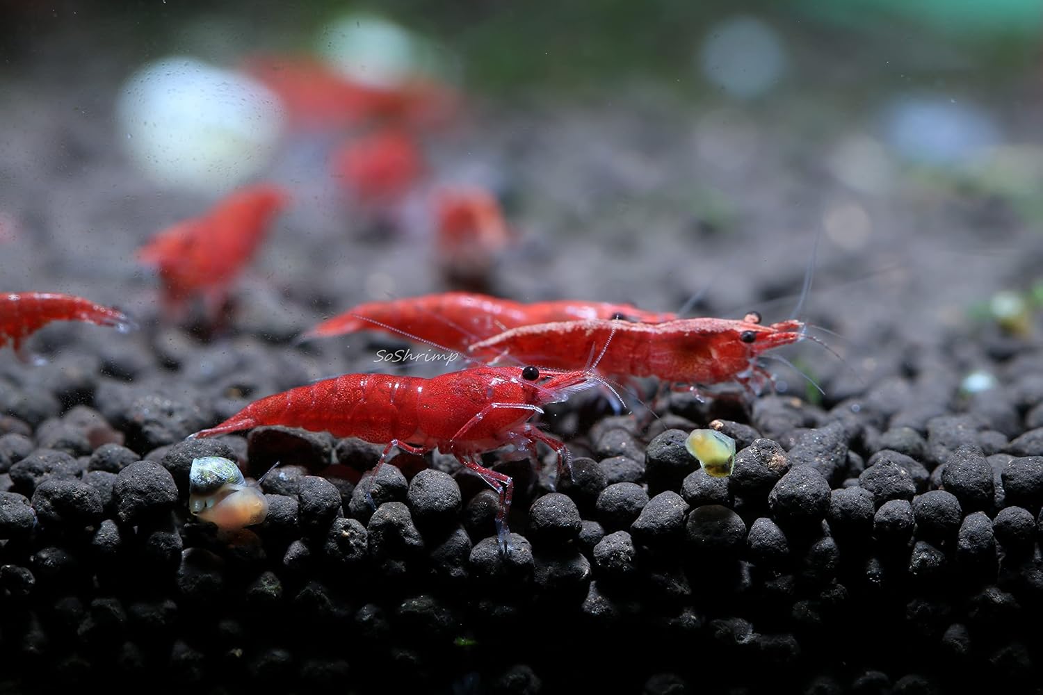 Live Freshwater Aquarium Shrimp - Neocaridina (Red Cherry, 5 Pack)