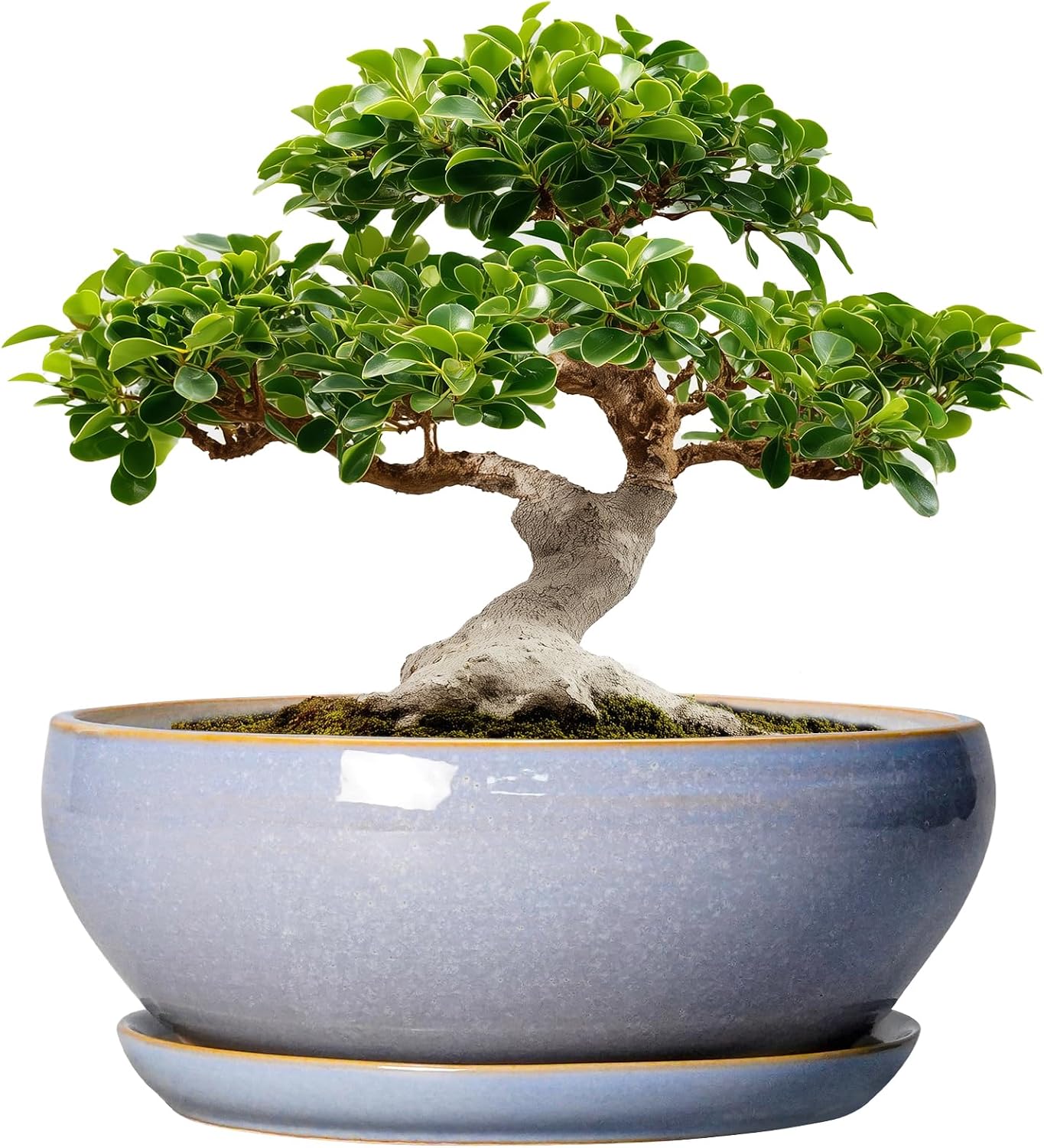 SQOWL 7 Inch Round Ceramic Succulent Planter Pot Drip Glazed Shallow Planter with Drainage Bamboo Tray for Indoor Plants