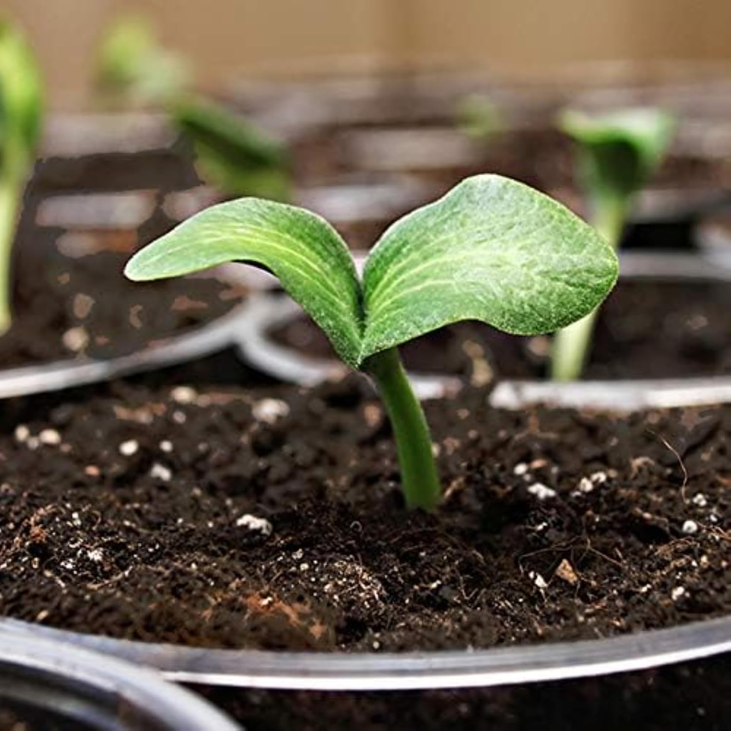 Coast of Maine (8qt) Sprout Island Blend, Organic & Natural Seed Starter for Seed Germination & Root Plant Cuttings