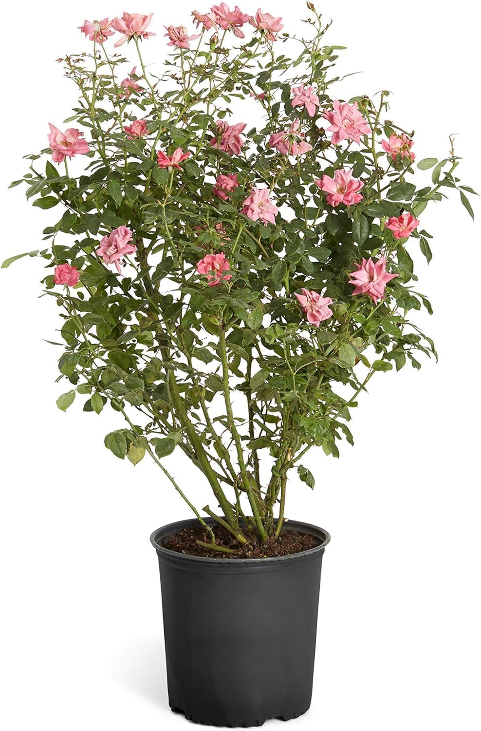 Brighter Blooms - Double Pink Knock Out® Rose Shrub, 1 Gallon - No Shipping to AK, AZ, HI
