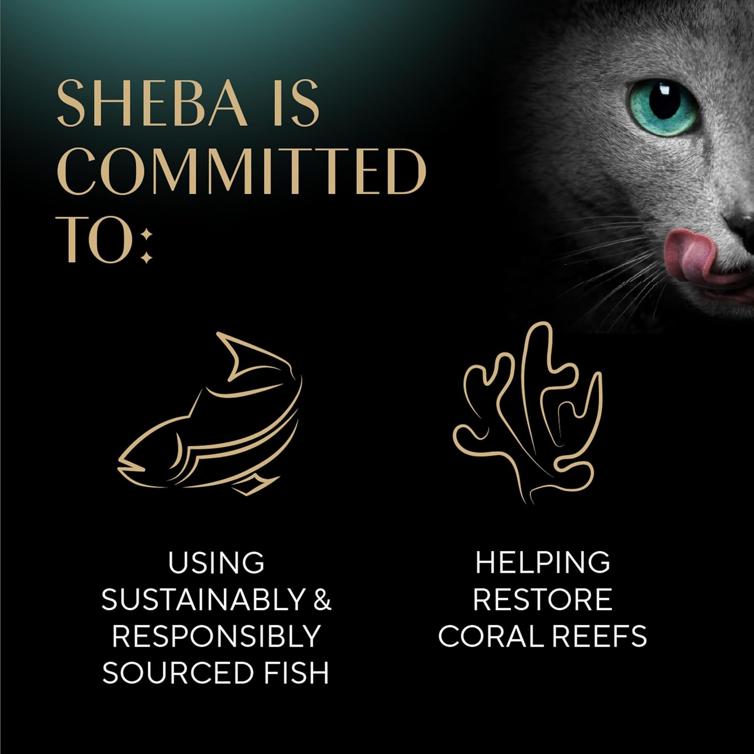 Sheba Perfect Portions Cuts Wet Cat Food, Chicken & Turkey, 2.6 oz, 12 ct | Grain-free, Roasted Chicken & Tender Turkey, adult cat food, protein-rich, no fillers or artificial flavors, twin-pack trays