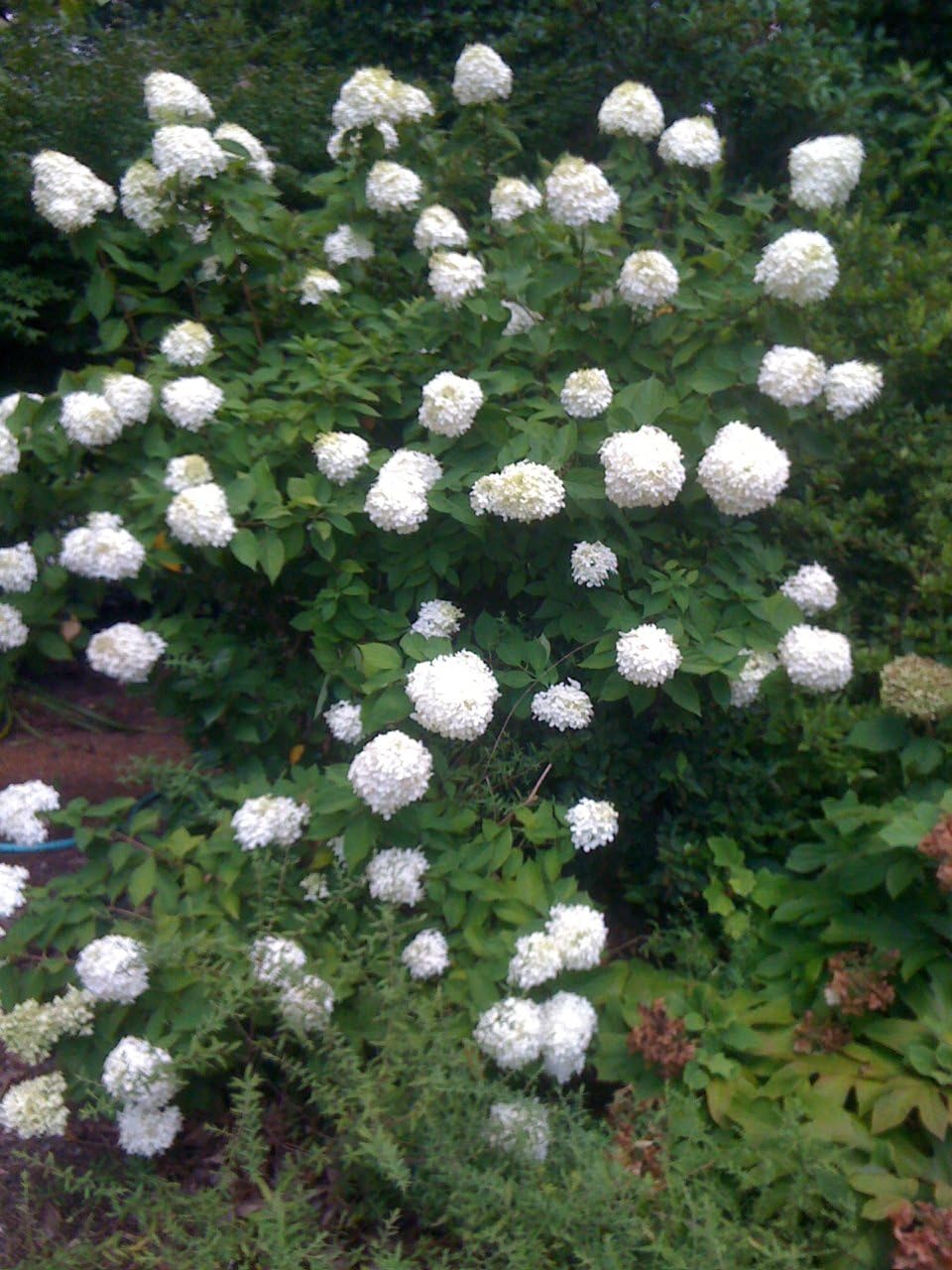Hydrangea Paniculata 'Limelight' Panicle Hydrangea, 3 Gallon | 3 Year Plants, 30-36", Outdoor