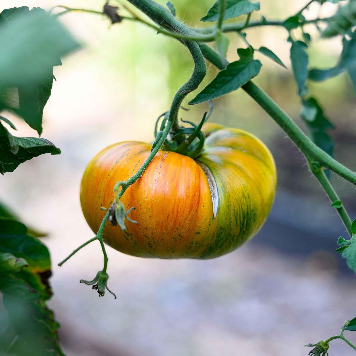 Eden Brothers Tomato Seeds - Persimmon Non-GMO Seeds for Planting, 1 oz | Low-Maintenance Vegetable Seeds, Plant During Warm Season, Zones 10, 3, 4, 5, 6, 7, 8, 9