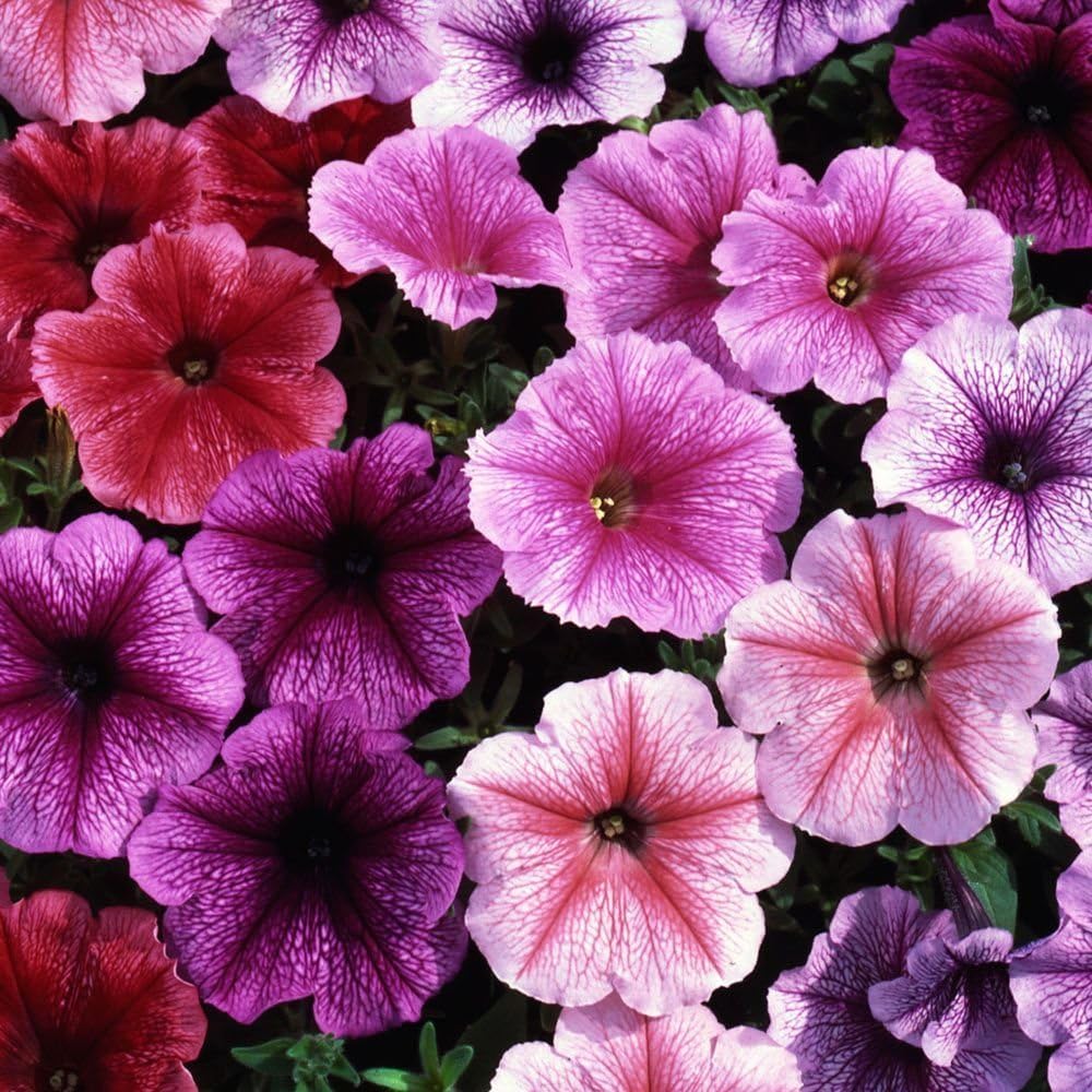 Petunia Veined Mix Flower Beds Window Box Hanging Baskets Containers 200 Seeds #CN01