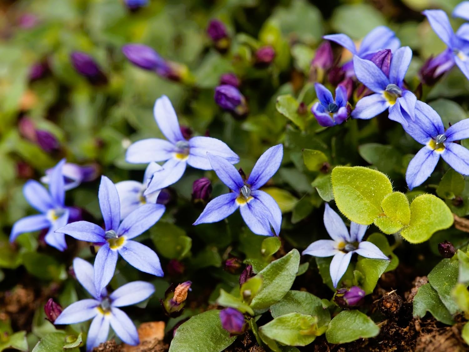 Live Ground-Cover Plants - Pachysandra Terminalis + Japanese Spurge - [Qty: 25 Bare Roots] - (Click for Other Available Plants/Quantities)