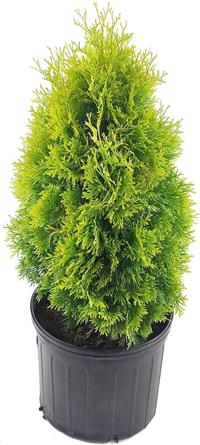 Live Plant Thuja-X Green Giant Evergreen Tree (Western Arborvitae), 3-Gallon Fully Potted Plant from Green Promise Farms