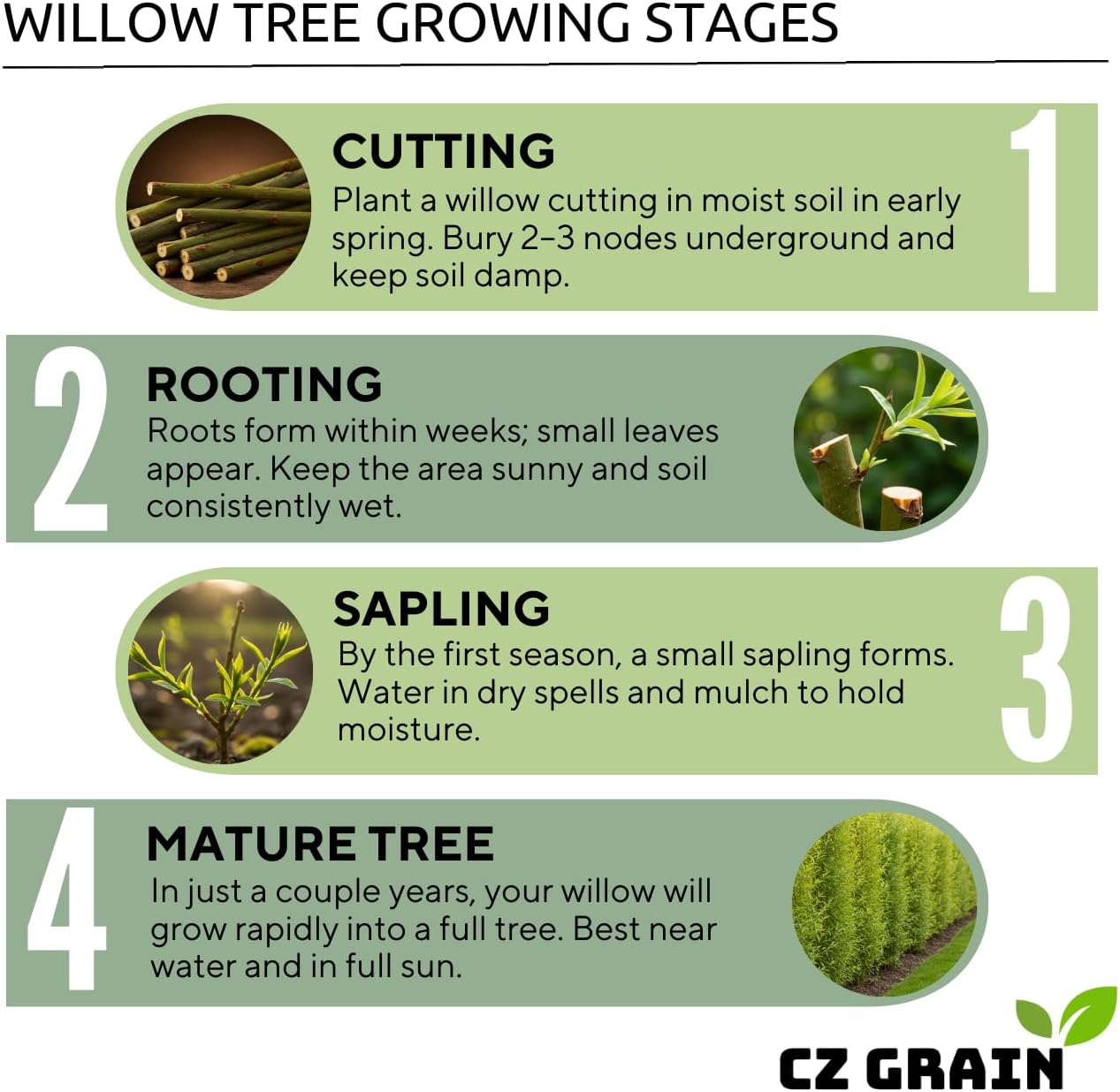 (One) Fastest Growing Tree in The World - Ready to Plant - One Live Aussie Hybrid Willow Tree Rooted Cut - Great for Fast Shade - 10 feet in First