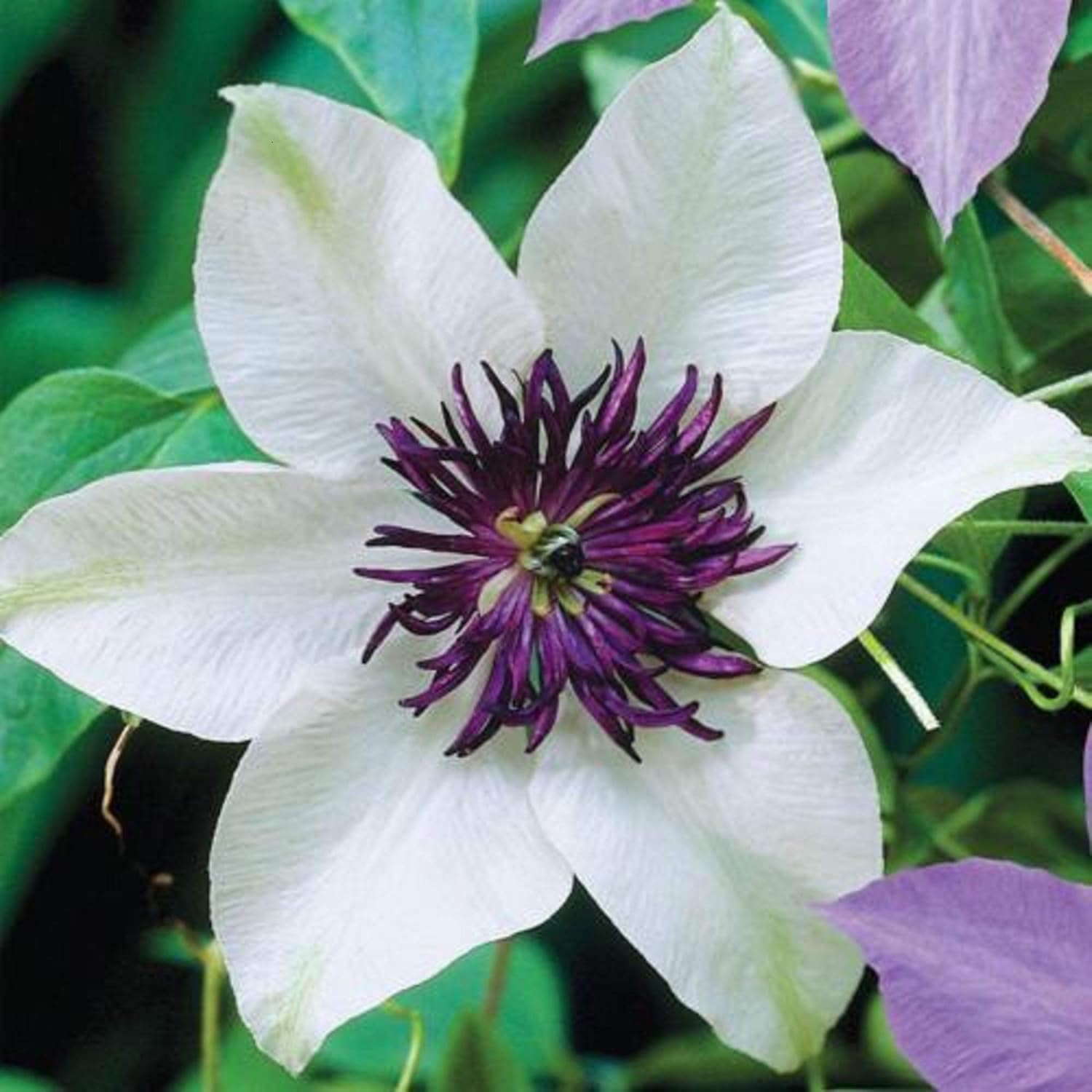 50 White and Purple Clematis Seeds Bloom Climbing Perennial Flowers Seed Flower Vine Climbing Perennial