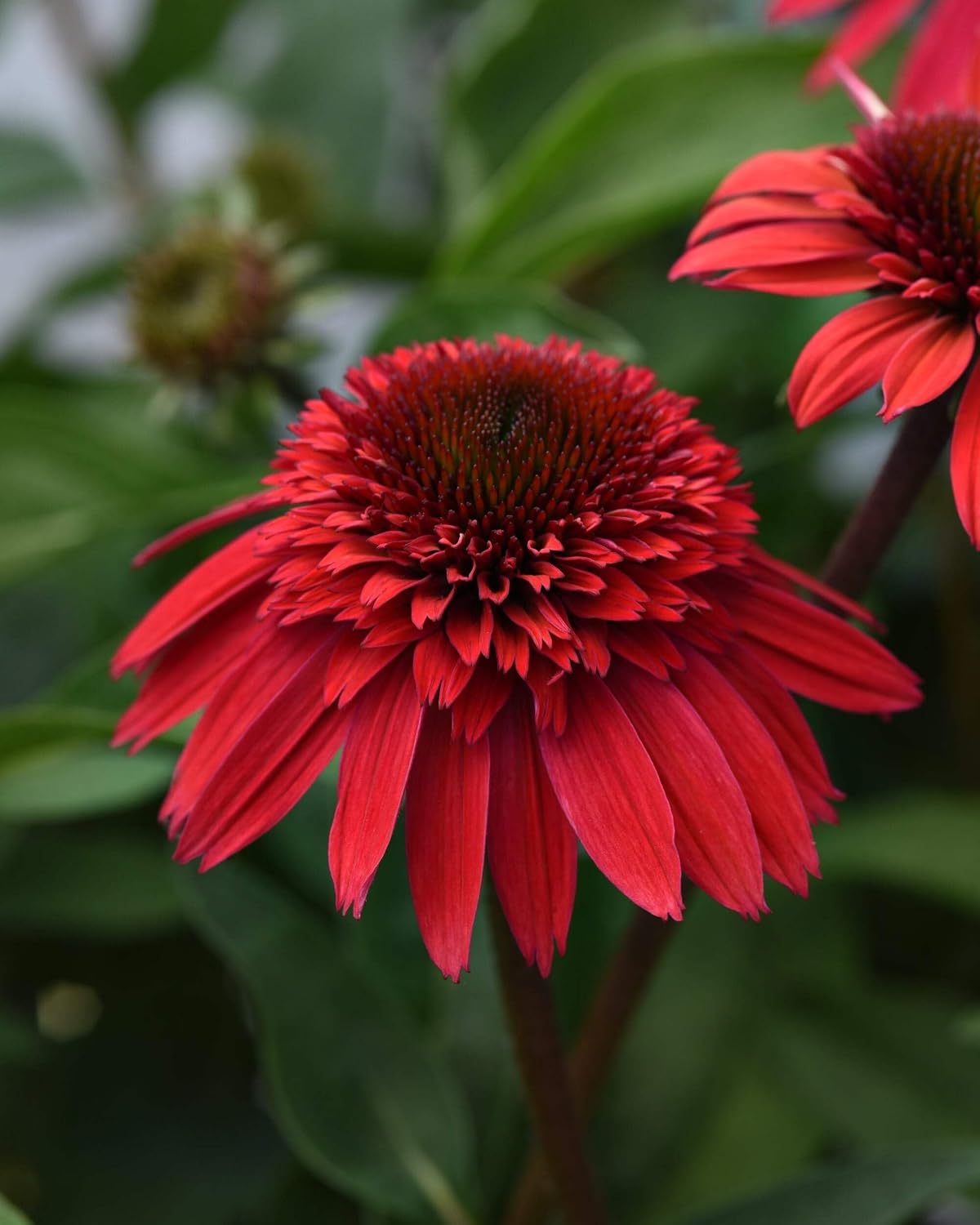 Echinacea purpurea ‘Cheyenne Spirit’ (Coneflower) Live Perennial, Size-#1 Container, Mixed Color Summer Flowers, USDA Zones 4-8