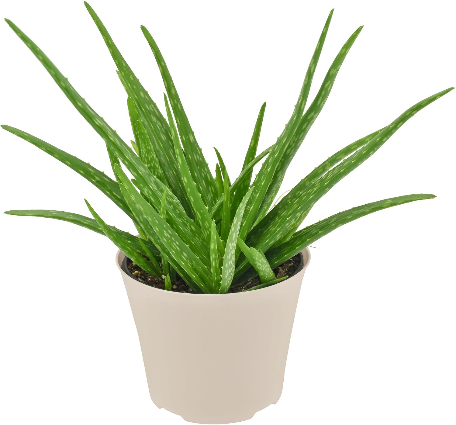Arcadia Garden Products Live Aloe Vera Succulent Easy Indoor Houseplant in Plastic Pot, Air Purifying Ornamental Plant Gift for Home and Garden Decor