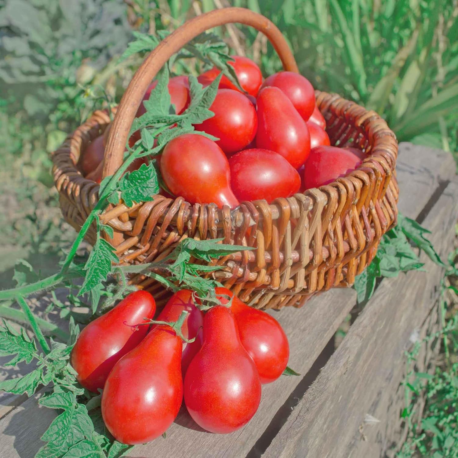 Eden Brothers Tomato Seeds - Persimmon Non-GMO Seeds for Planting, 1 oz | Low-Maintenance Vegetable Seeds, Plant During Warm Season, Zones 10, 3, 4, 5, 6, 7, 8, 9