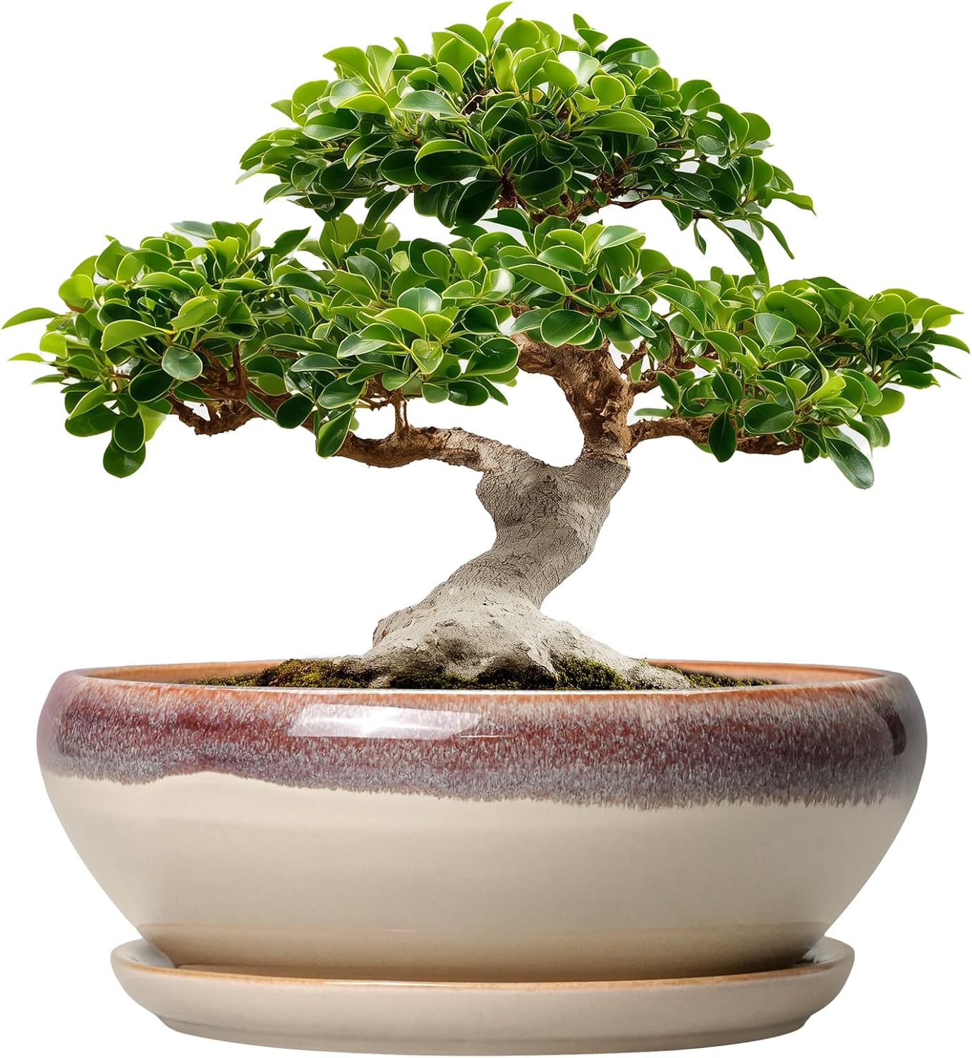 SQOWL 7 Inch Round Ceramic Succulent Planter Pot Drip Glazed Shallow Planter with Drainage Bamboo Tray for Indoor Plants