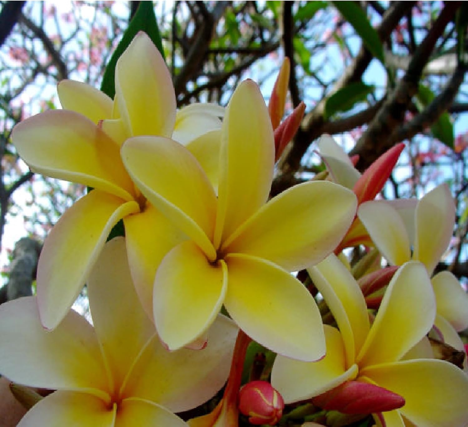 Hawaiian Fragipani Plumeria Plant Cutting Yellow zc4 Discount Hawaiian GIfts