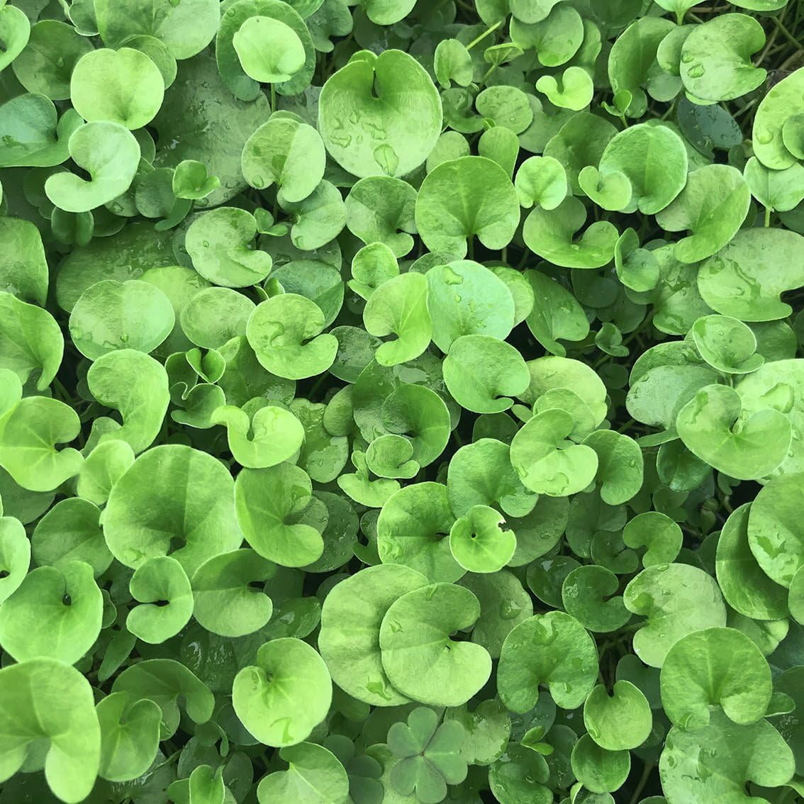 Dichondra Repens Grass Seeds - 1 Pound