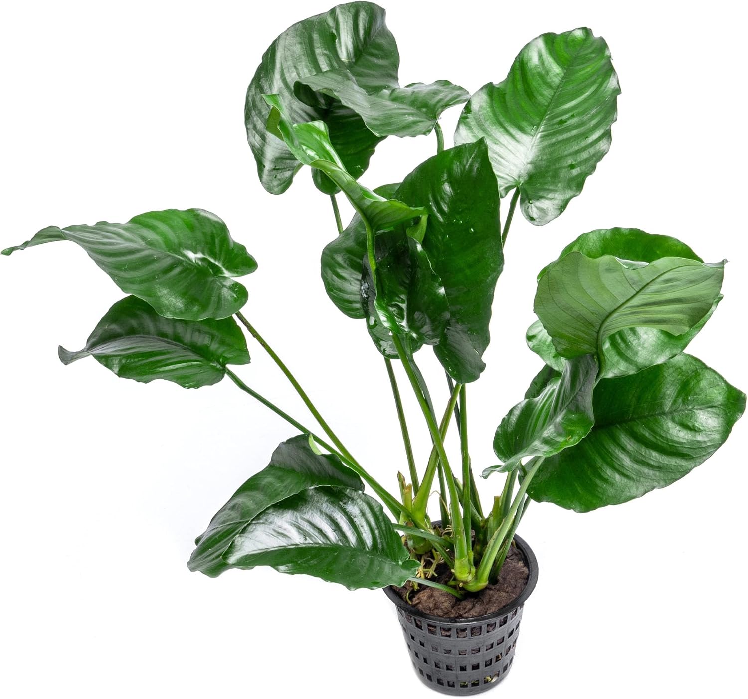 Anubias Nana Live Aquarium Plants - Potted Freshwater Plant for Fish Tanks, Terrariums - Beginner Friendly Low Light (1 Pot)