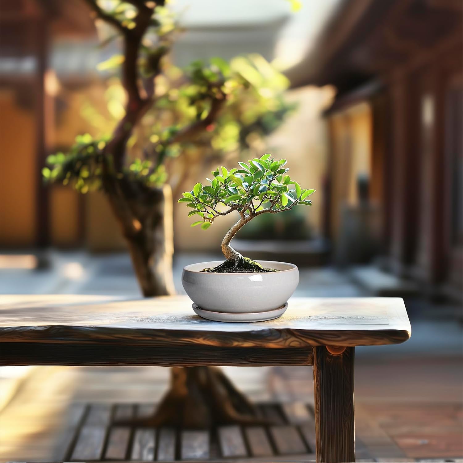 SQOWL 7 Inch Round Ceramic Succulent Planter Pot Drip Glazed Shallow Planter with Drainage Bamboo Tray for Indoor Plants