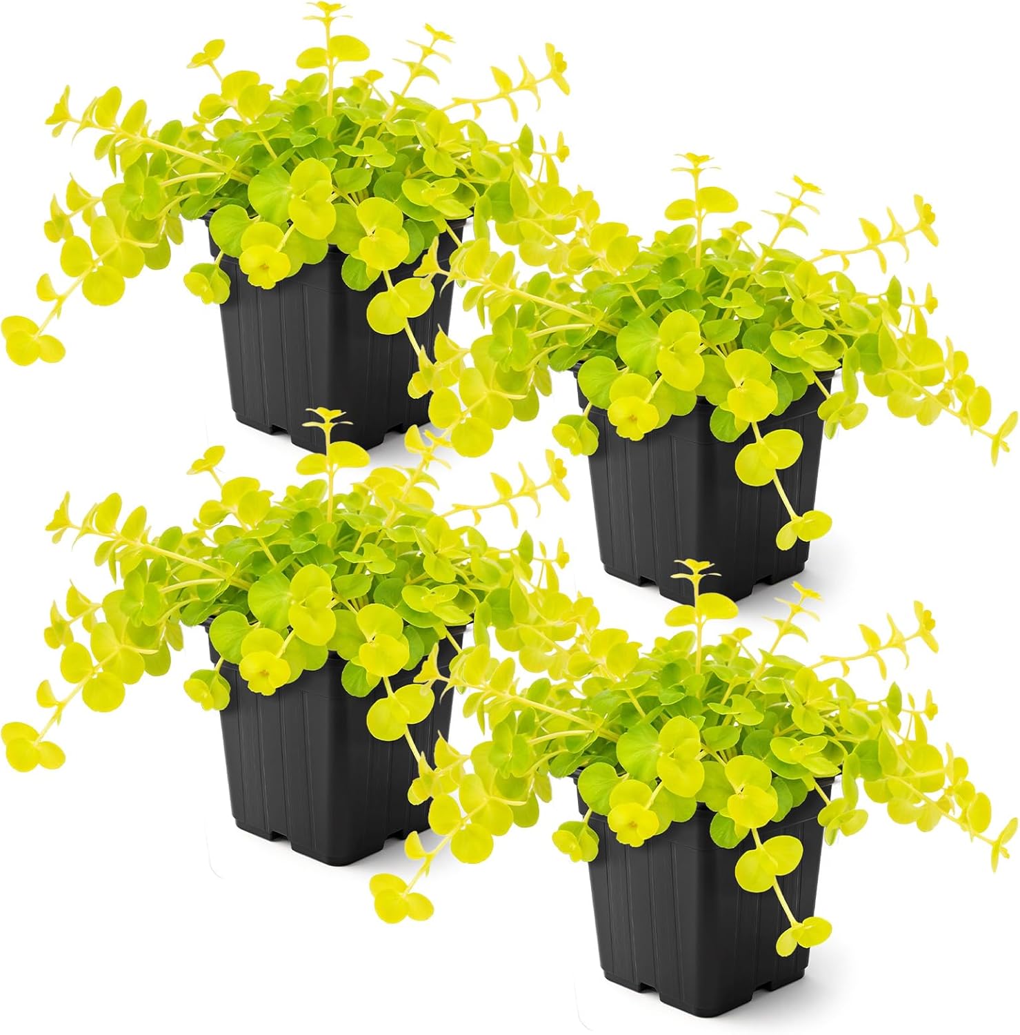 Creeping Jenny (Lysimachia nummularia) (2 Pack) - Live Trailing Ground Cover Perennial, 6" Tall by 4" Wide in 1 Pt Pot