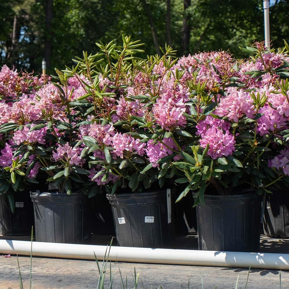 Brighter Blooms - Lavender Rhododendron Shrub, 1 Gallon - No Shipping to AK, AZ, HI