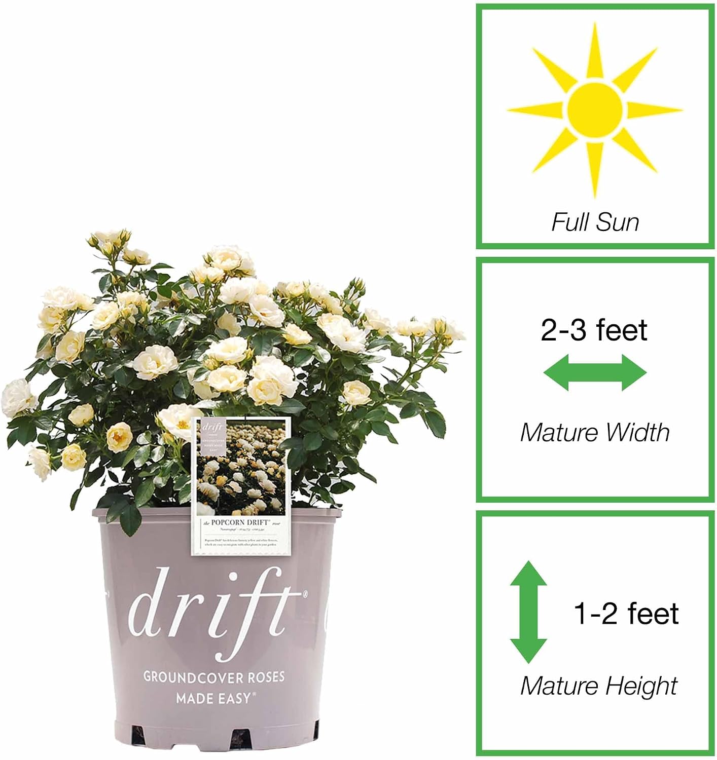 Popcorn Drift Rose 1 Gallon