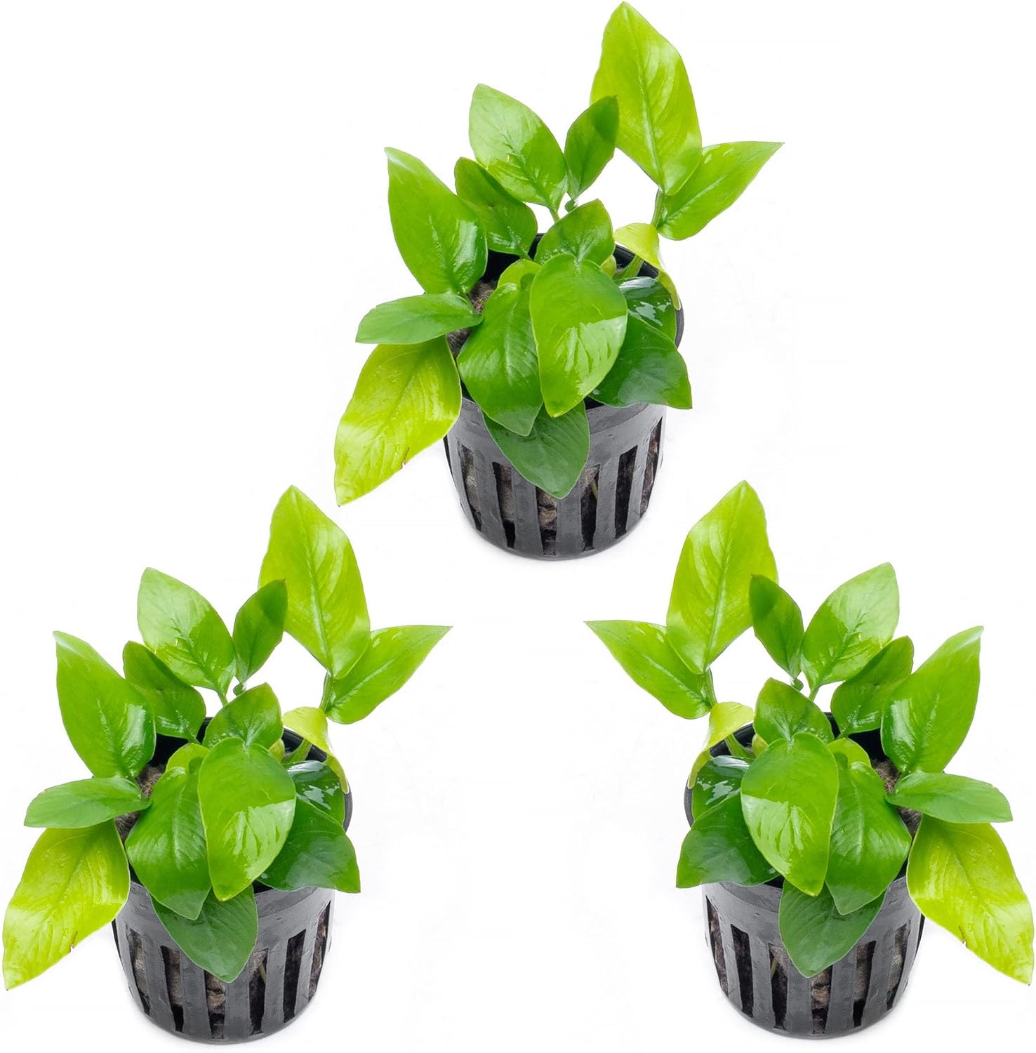 Anubias Nana Live Aquarium Plants - Potted Freshwater Plant for Fish Tanks, Terrariums - Beginner Friendly Low Light (1 Pot)