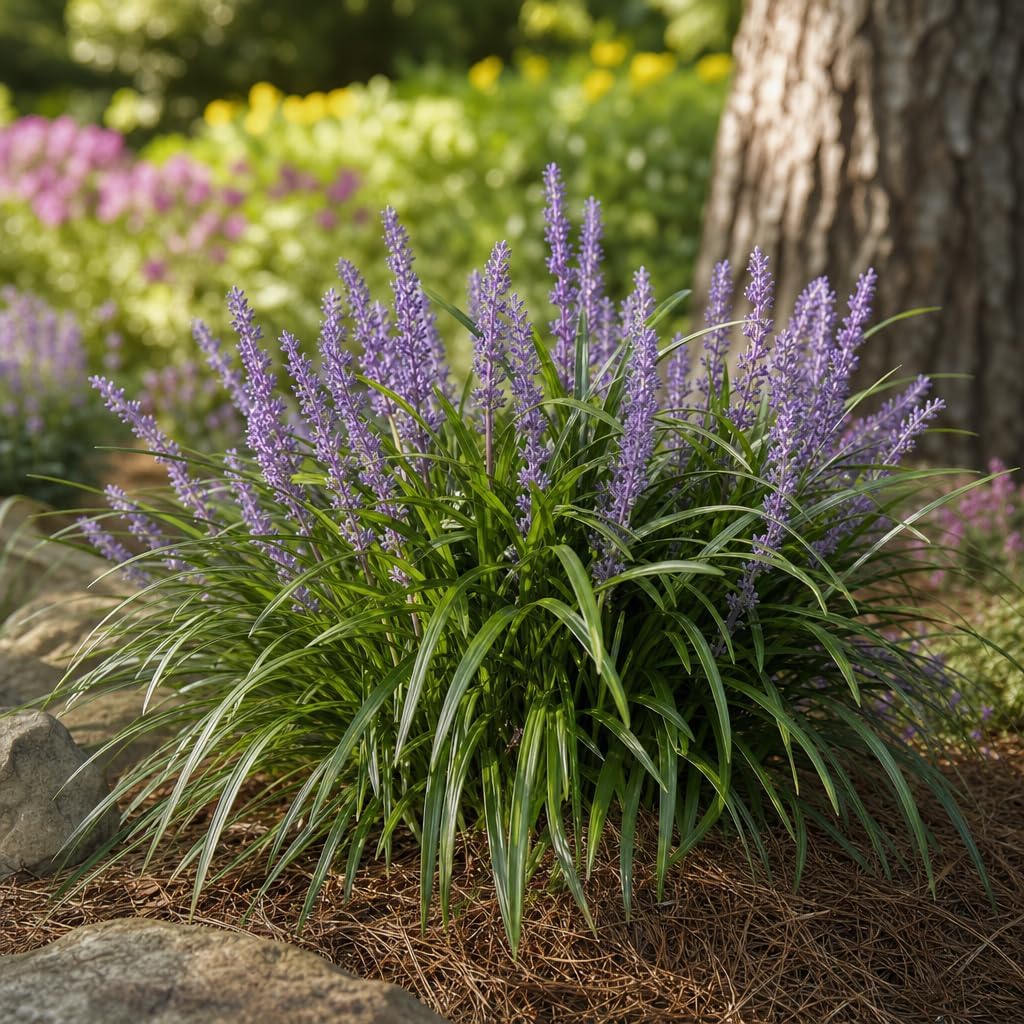 Emerald Goddess Liriope Muscari - 3 Live Plants - Drought Tolerant Low Maintenance Evergreen Ground Cover Grass
