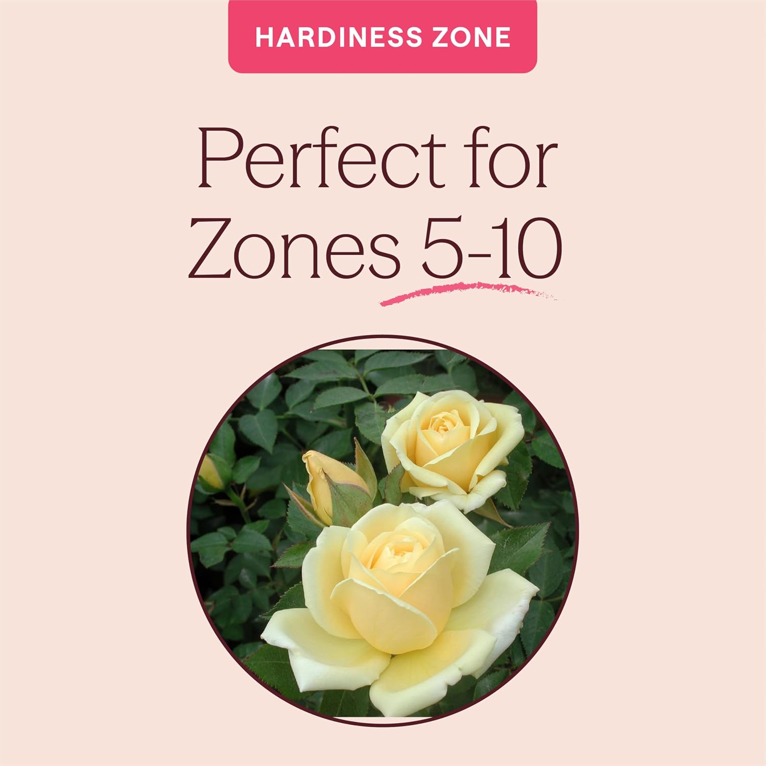 Heirloom Floribunda Roses, Live Own Root Plant, Julia Child™ | Moderately Fragrant, Hardiness Zones: 6-10, Continual Blooming,For Outdoor Gardens, Planters, and Pots
