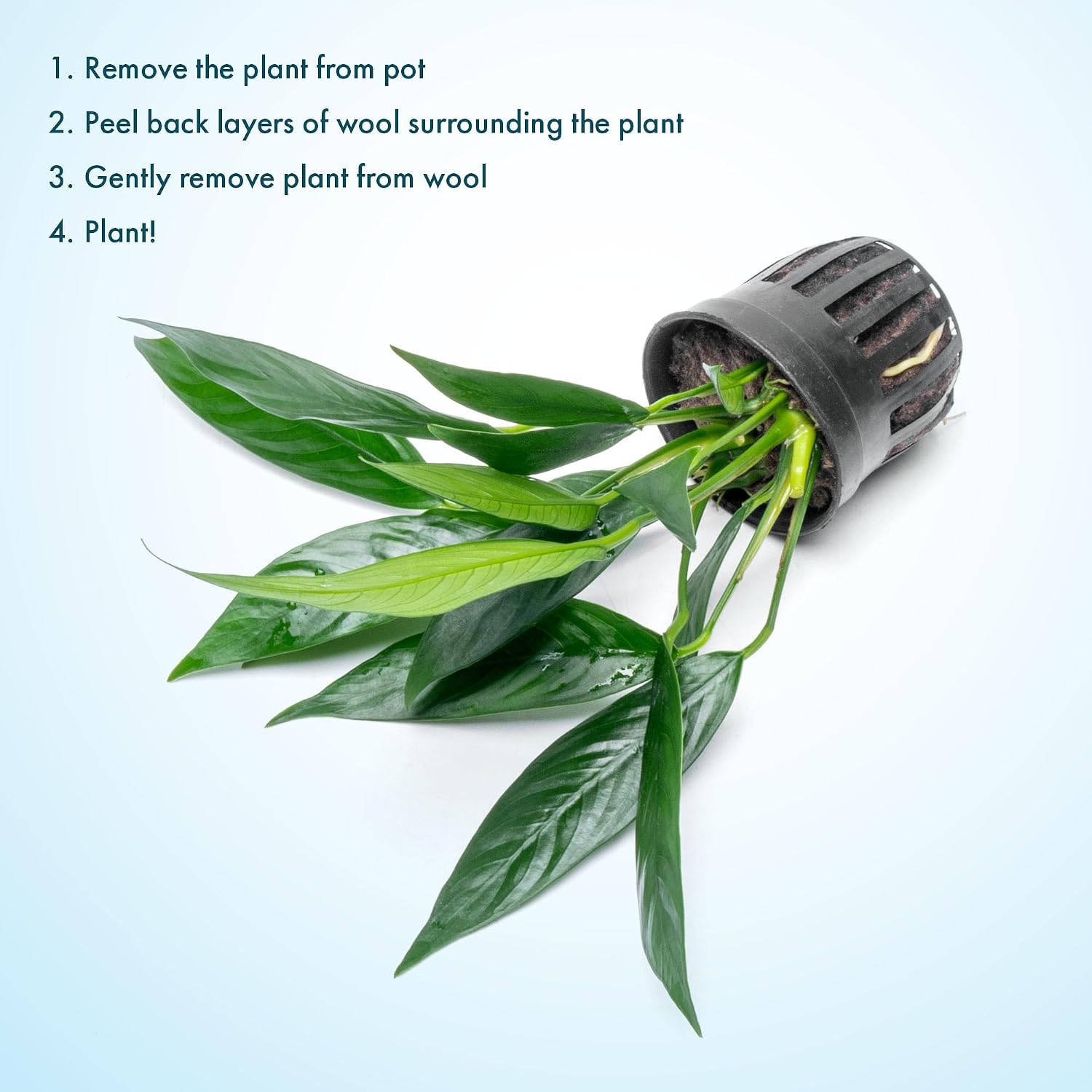 Anubias Nana Live Aquarium Plants - Potted Freshwater Plant for Fish Tanks, Terrariums - Beginner Friendly Low Light (1 Pot)