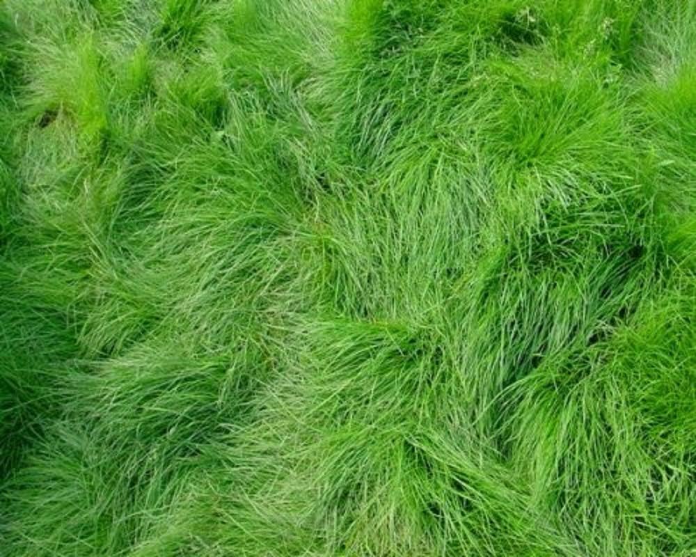 Creeping Red Fescue Lawn Grass Seeds, 1 Pound Pure Seeds by Seeds2Go