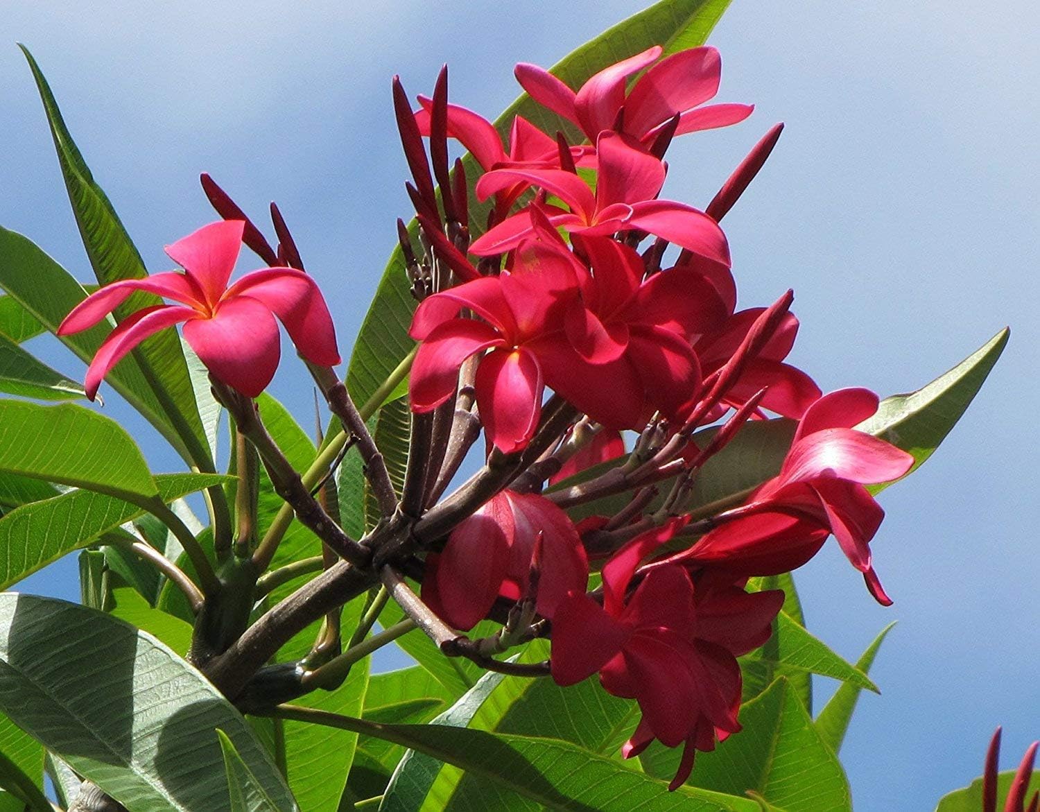Red Hawaiian Plumeria Cuttings 4 Pk – 11-Inch Unrooted Stem from Big Island Hawaii – Easy to Root, Fragrant Tropical Blooms – for Gardens