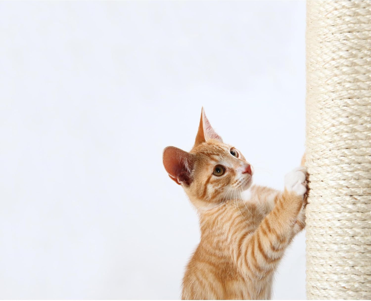 TRIXIE Replacement Sisal Post for Cat Scratching Posts, Backup Scratcher for Indoor Cat Furniture, Trees and Towers, 3.5 in x 23.6 in (9 x 60 cm)
