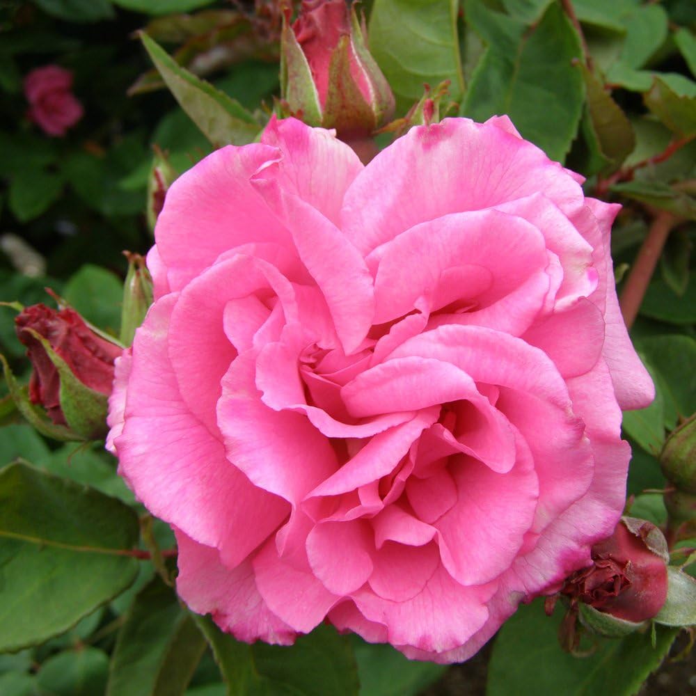 Heirloom Roses Nearly Thornless Rose Plant - Zéphirine Drouhin Pink Climbing Rose Bush, Bourbons Live Plant for Planting Outdoors