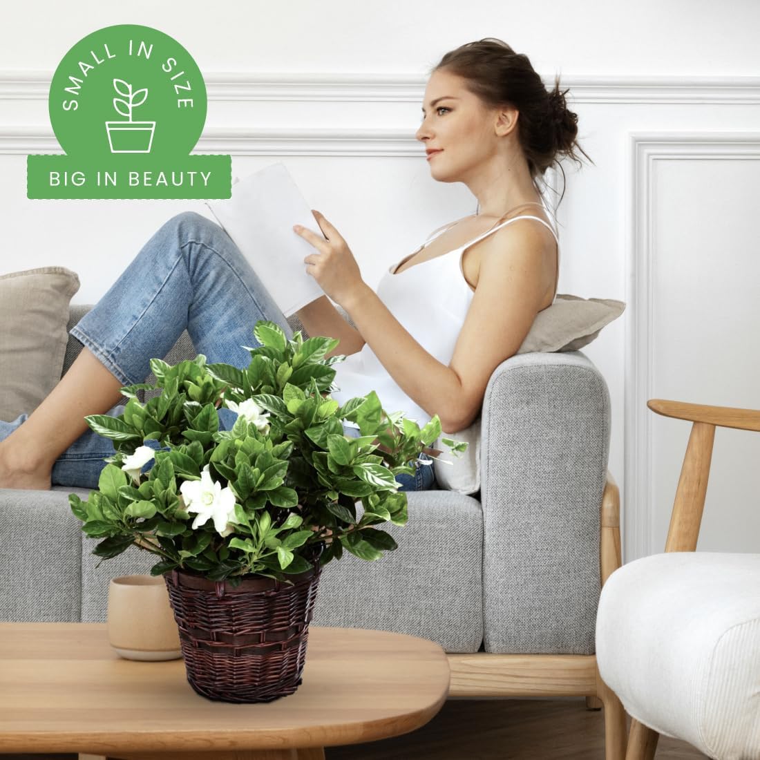 American Plant Exchange Gardenia Tree – Live Evergreen in Large 8-Inch Pot, Fragrant White Blooms, Easy-Care Indoor & Outdoor Flowering Tree for Home, Patio & Garden Décor