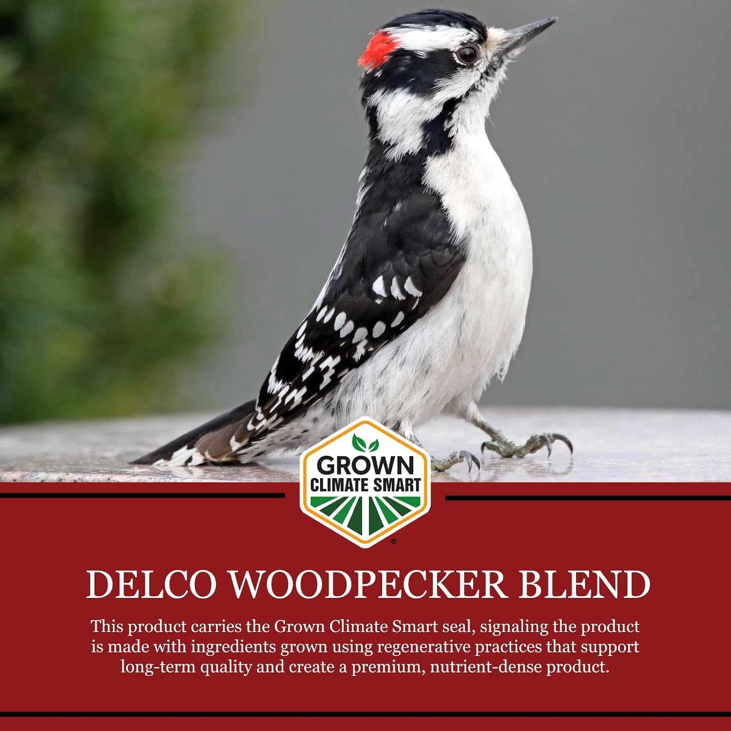 DeLco Woodpecker Wild Bird Seed, 20 lb Bag, High Energy Fruit & Nut with Sunflowers, Attracts Woodpeckers, Cardinals, Jays & Chickadees