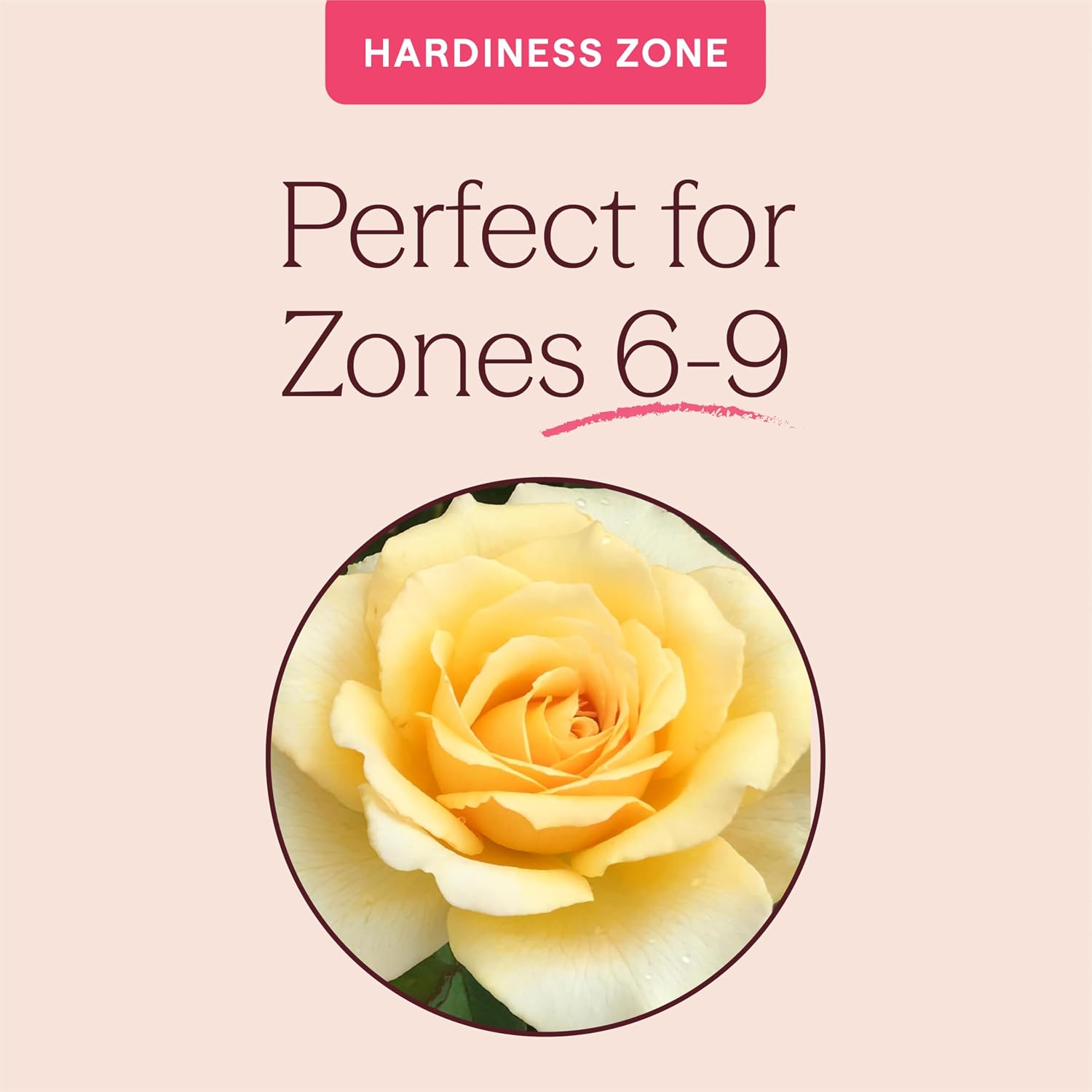 Heirloom Floribunda Roses, Live Own Root Plant, Julia Child™ | Moderately Fragrant, Hardiness Zones: 6-10, Continual Blooming,For Outdoor Gardens, Planters, and Pots