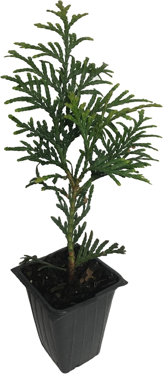 10 Arborvitae Green Giant Thuja Plicata 2.5 inch Pot 6-12" Tall
